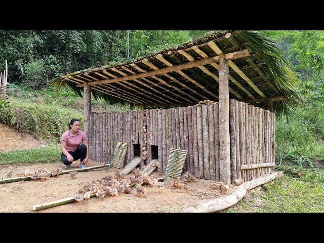 Building a Cabin House for 100 Chickens - Made of Wood and Bamboo