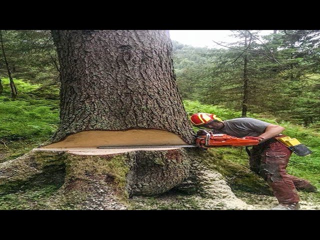 Dangerous Large Tree Cutting Down Skill Working, Fastest Felling Tree using Chainsaw Machines Method