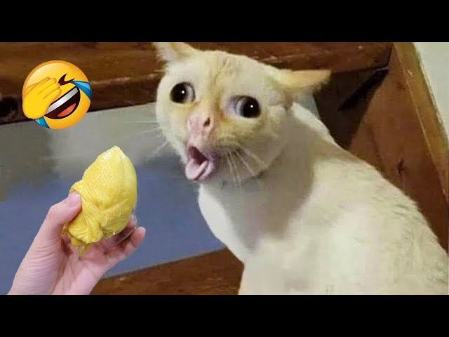 The Funniest Animals 😄 New Funny Cat Videos 😹 - Fails of the Week #21