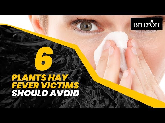 Six Plants Hay Fever Victims Should Avoid - Gardening Tip To Help Ease Seasonal Allergies