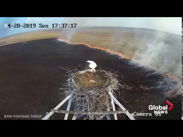 Nesting stork camera captures devastation of spreading Russia wildfires