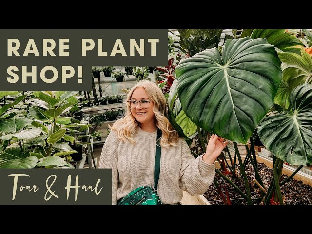 Exciting Rare Houseplant Shop Tour & Plant Haul! | Uncommon Plants | Down to Earth Garden Center