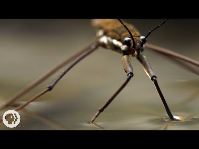 This Is Why Water Striders Make Terrible Lifeguards | Deep Look