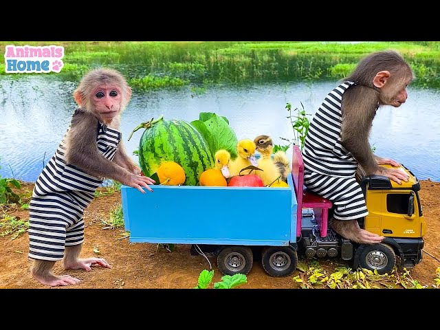 Monkey BiBi takes duck to pick fruit at the farm
