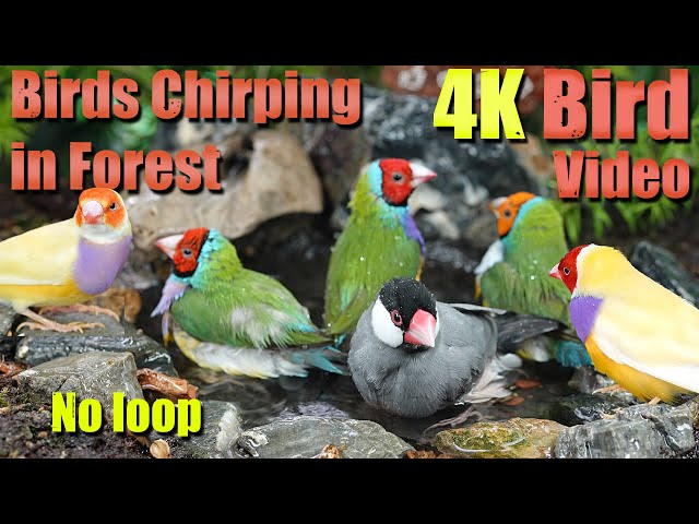 Watch with your pet. 4HRS of Soothing Birdbath with Birds Chirping for Separation Anxiety, No Loop!