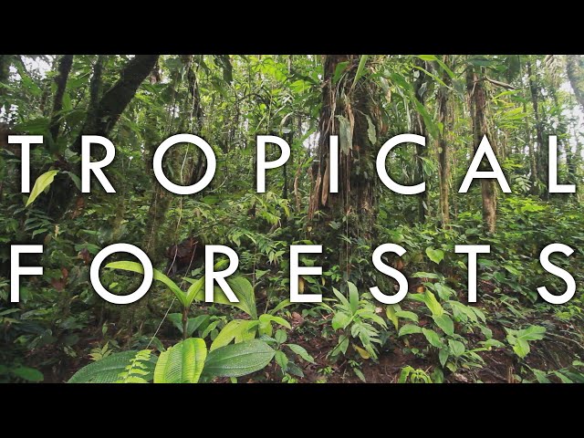 Tropical Rainforest and Tropical Seasonal Forest - Biomes#1