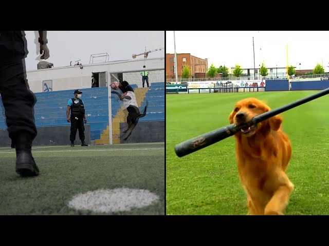 Animals Who Wanted to Play Sports