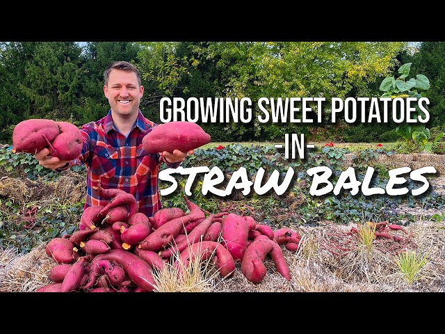 How to grow sweet potatoes in straw bales - harvest loads of sweet potatoes without having to dig!