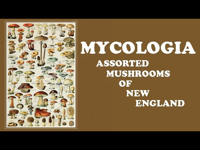 MYCOLOGIA "Assorted Mushrooms of New England Vol.1" (dungeon synth, ambient, forest synth, science)