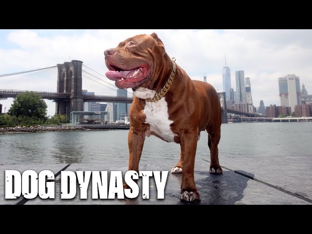 The Best Of 'Hulk' The Giant Pitbull | DOG DYNASTY