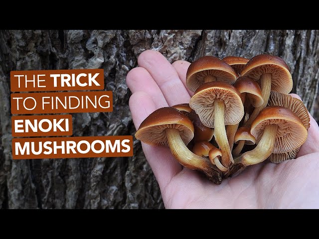 The Trick To Finding Edible Enoki Mushrooms