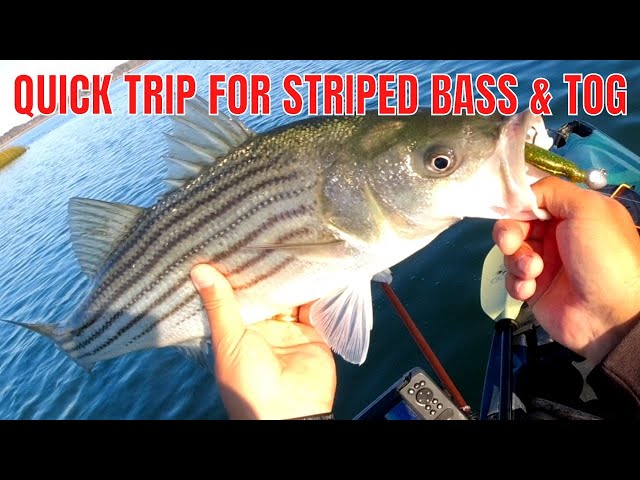 Short Fishing Trip Looking For Striped Bass & Tog
