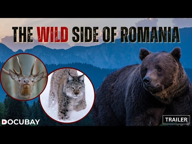 From Wolves To Horses & Eagles To Pelicans, Watch Nature Thrive In Wild Romania | 'Untamed Romania'