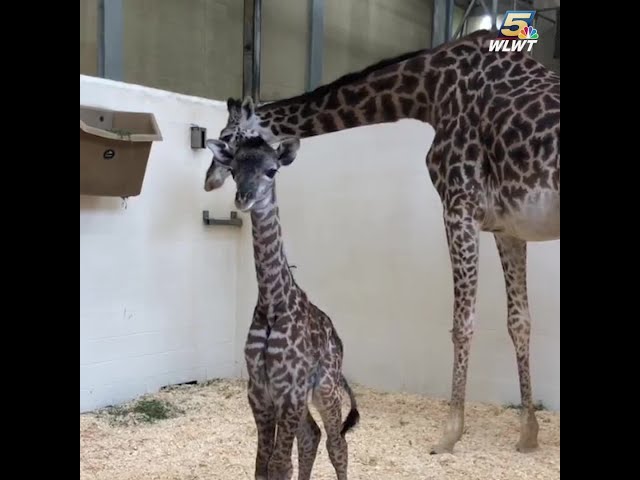 Cincinnati Zoo welcomes baby giraffe