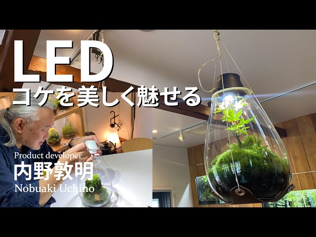 LED that makes moss terrarium look beautiful [Mosslight developer: Nobuaki Uchino] # 97