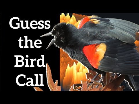 Guess the Bird Call