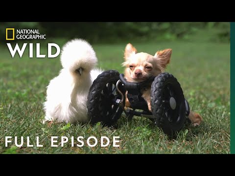 The Chihuahua and the Chicken (Full Episode) | Unlikely Animal Friends