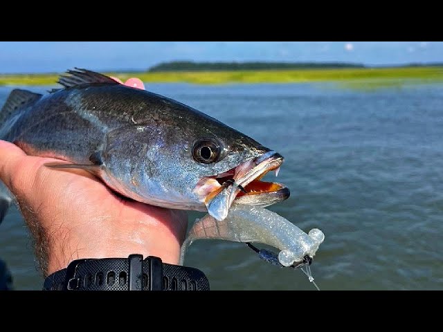 Fishing Dirty Water VS. Clean Water (When Should You Change Lures?)
