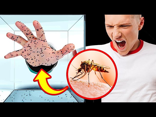 Что будет, если 1000 комаров укусят тебя + другие дикие случаи