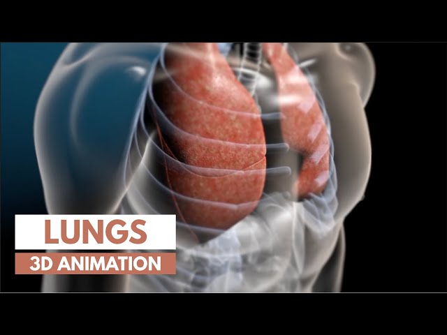 How our lungs work | 3D tour of the lungs