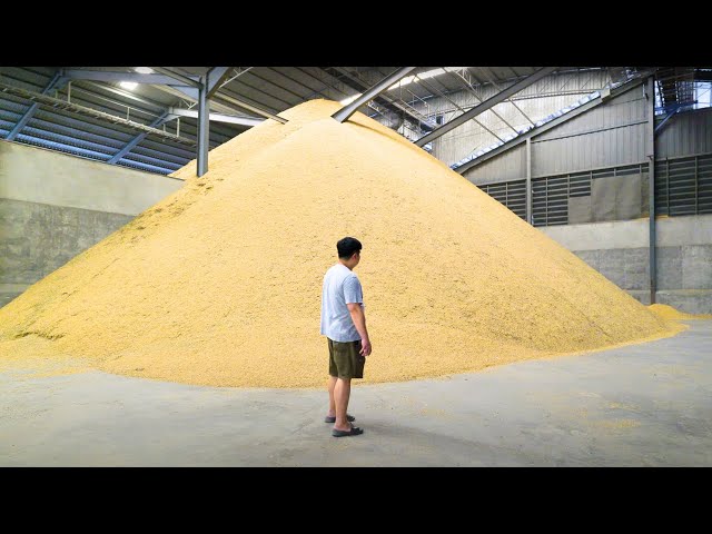 How Rice is Made in Thailand 🇹🇭