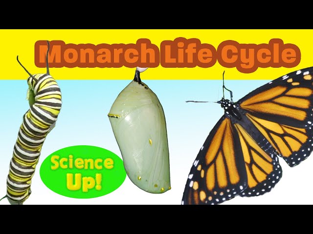 The Amazing Monarch Life Cycle--narrated for elementary science lessons
