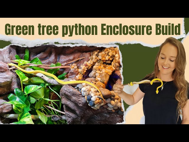 DIY Green tree python Enclosure Build: Complete with a waterfall and removable perches!