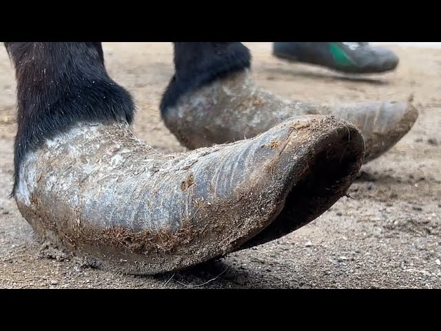 Charity Rescue: The donkey hasn't trimmed its hooves for 7 years, it's crazy!