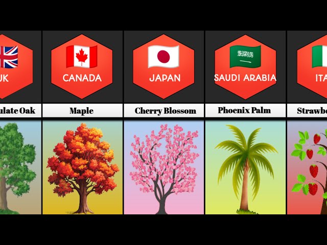 National Trees From Different Countries | Play Data Comparison