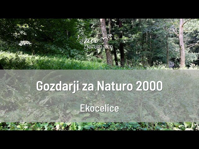 Gozdarji za Naturo 2000: Ekocelice