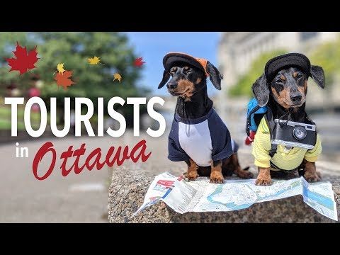 Ep #2: Crusoe & Oakley are TOURISTS in Ottawa! - (Cute & Funny Dog Travel Video)
