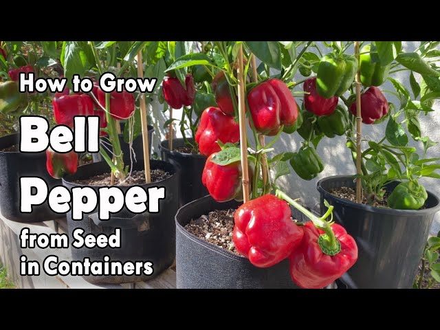 How to Grow Bell Peppers from Seed in Containers | Easy planting guide