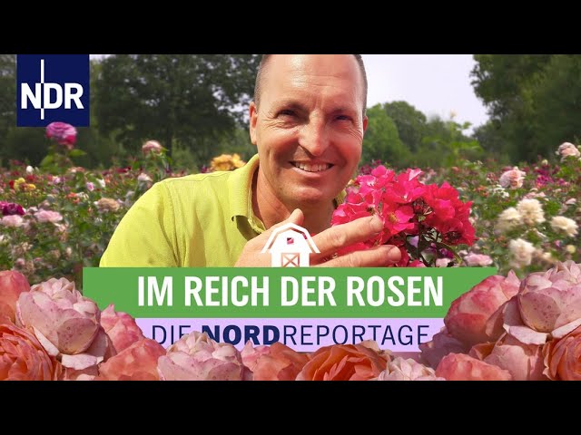 Blühende Leidenschaft im Rosenzuchtbetrieb in Uetersen | Die Nordreportage | NDR