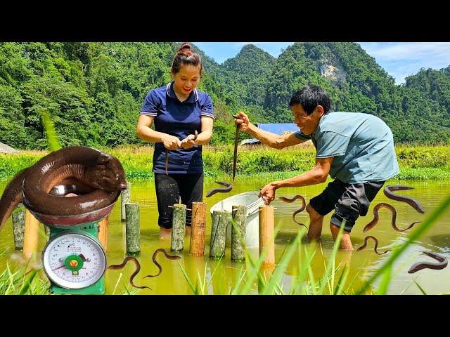 VIDEO FULL 9 Day: Trap Eel With Dad, Cook, Harvest Lemon Fingers, Ambarella - Daily Life - Gardening