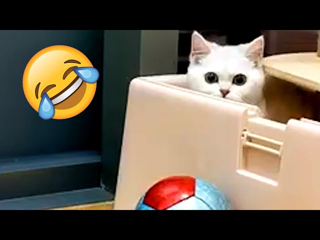 The Best Funny Pet and Animal Videos of 2024 #funny #animals #pets