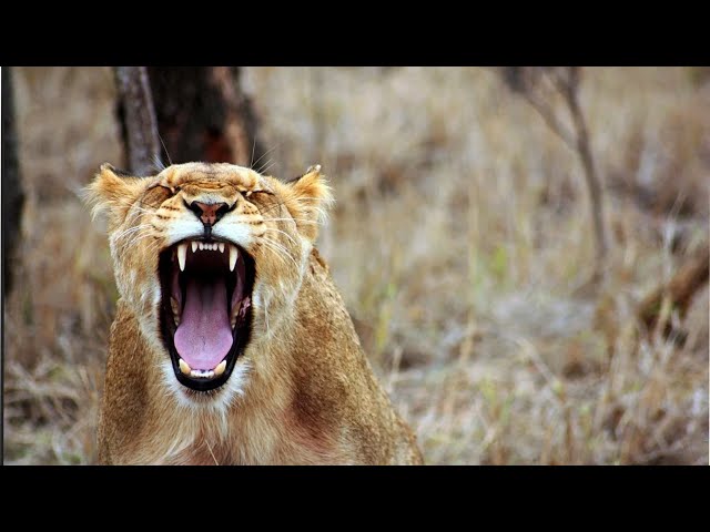 Lions Daily Routine - Serengeti National Park (HD 1080p)