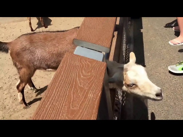 Turtle Back Zoo, New Jersey - feeding goats