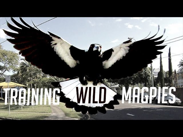 Training Australia's Dangerous Magpies