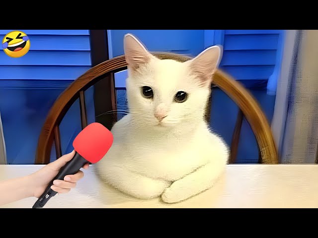 New Funny Cats and Dogs Videos🐱🐶 - Funny Animal Videos 2024 🤣