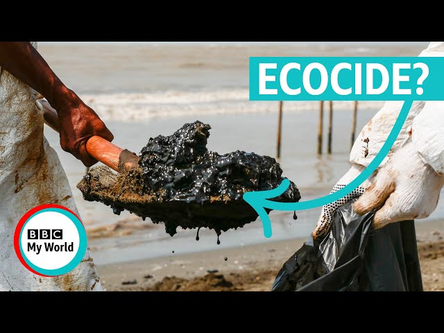 What is Ecocide? Should killing nature be an international crime? - BBC My World #shorts