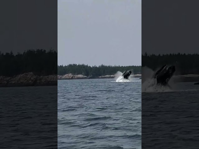 Humpback Whale Breach!