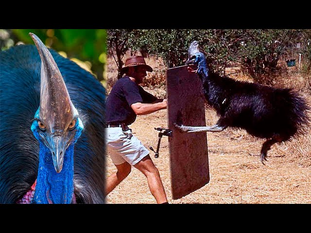 THE MOST DANGEROUS BIRDS IN THE WORLD