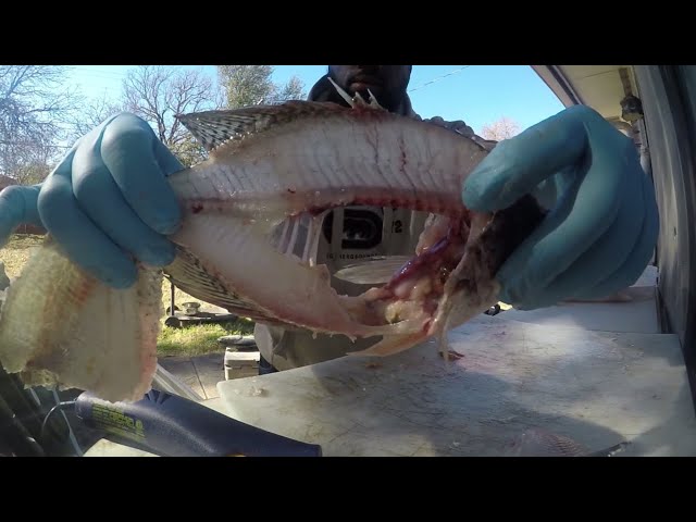 Best Crappie Cleaning Technique..HOW TO FILLET CRAPPIE