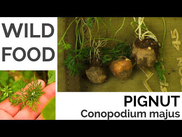 Pignut UK Foraging - UK Foraging and Wild Food Guide