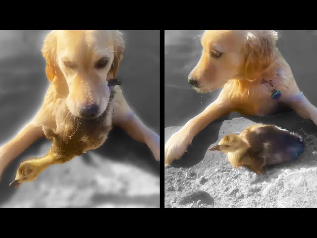 A Dog Saves Baby Duck