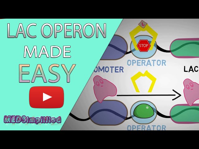 Lac Operon & Gene Regulation Made Easy - Best Explanation