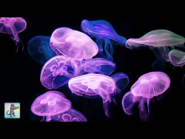 Calming Jellyfish Aquarium ~ Relaxing Music for Sleep & Stress Relief