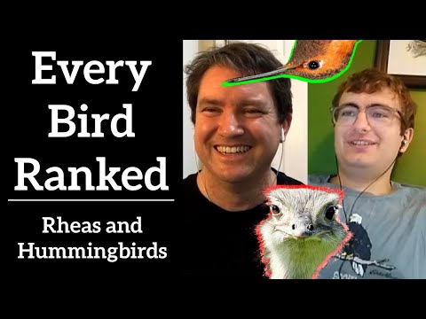 Every Bird Ranked