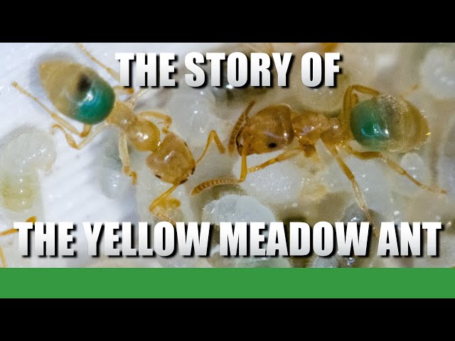 THE YELLOW MEADOW ANT | Lasius Flavus Update #7 - Ant Holleufer Mini Documentary