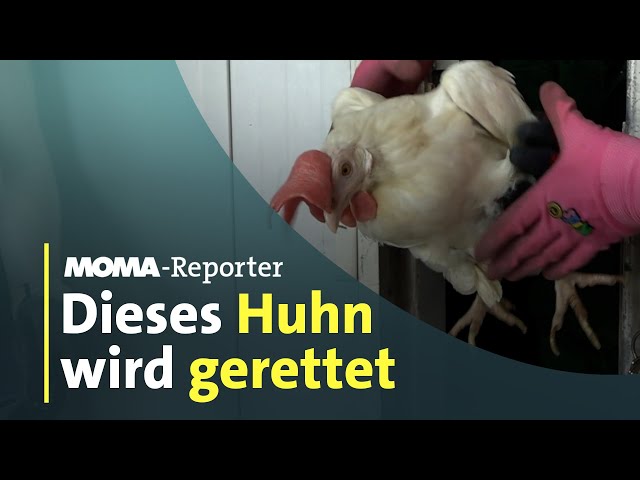 So funktioniert die Hühnerrettung I ARD-Morgenmagazin